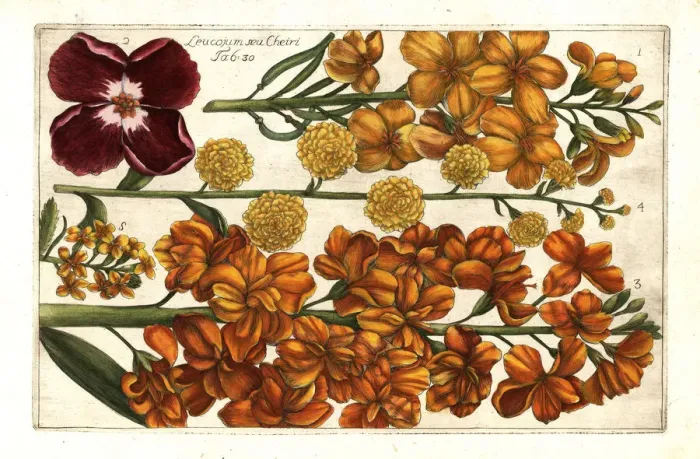 Framed Print : Wallflower, Erysimum cheiri Framed Print : Wallflower, Erysimum cheiri
