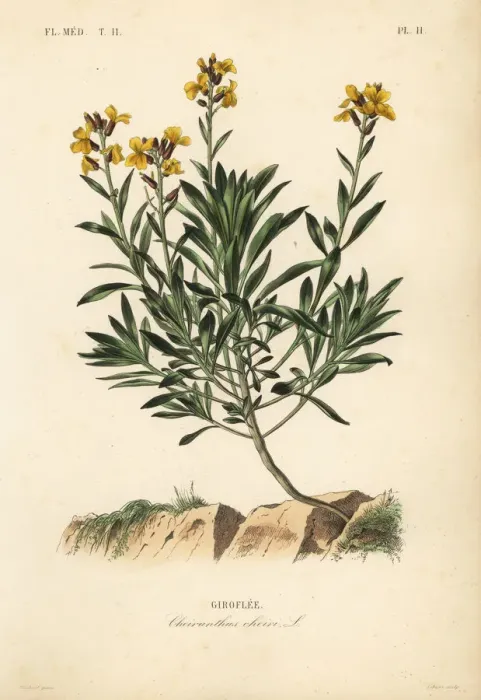 Framed Print : Wallflower, Erysimum cheiri Framed Print : Wallflower, Erysimum cheiri