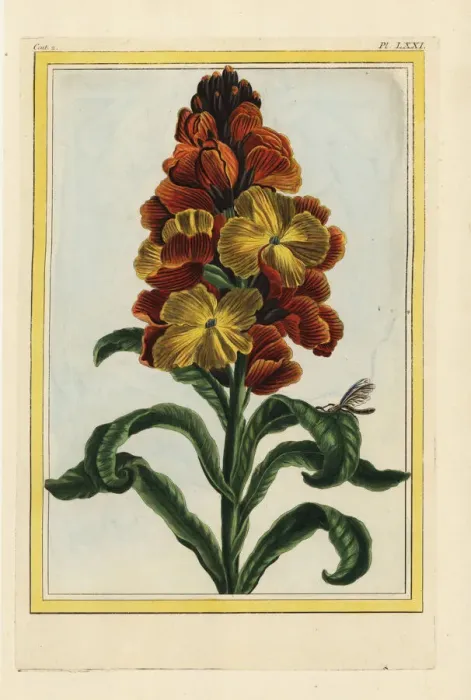 Framed Print : Wallflower, Erysimum cheiri or Cheiranthus cheiri Framed Print : Wallflower, Erysimum cheiri or Cheiranthus cheiri