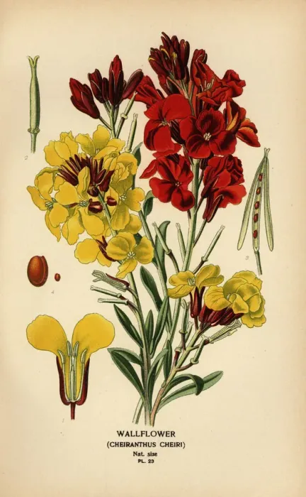 Framed Print : Wallflowers, Erysimum ? cheiri Framed Print : Wallflowers, Erysimum ? cheiri