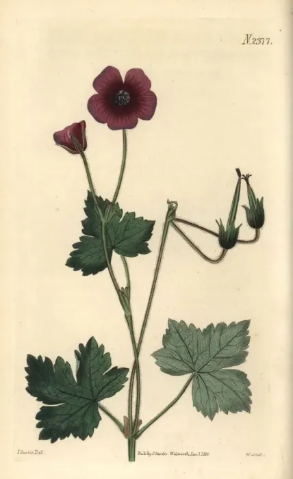 Framed Print : Wallichs crane s-bill, Geranium wallichianum Framed Print : Wallichs crane s-bill, Geranium wallichianum