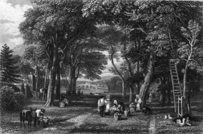 Framed Print : Walnut Gathering near Richmond Bridge Framed Print : Walnut Gathering near Richmond Bridge
