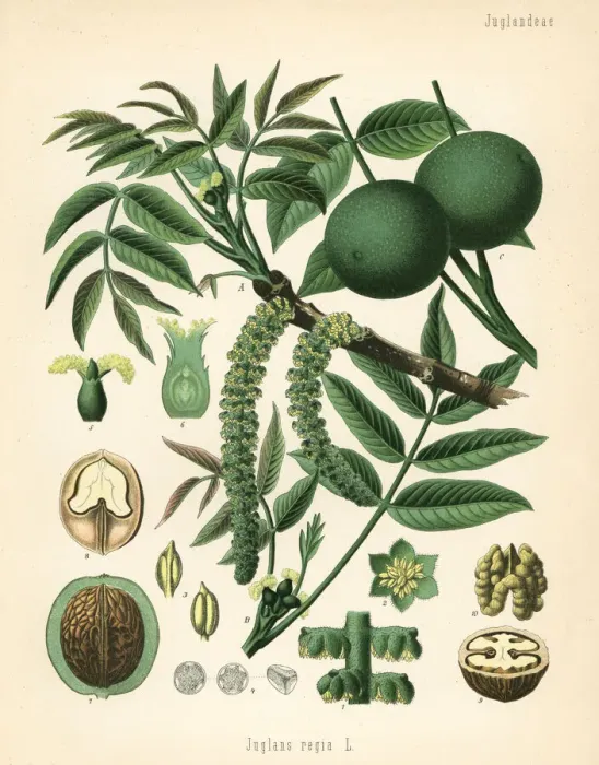 Framed Print : Walnut, Juglans regia Framed Print : Walnut, Juglans regia