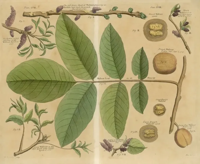 Framed Print : Walnut / Leaves / Branch &c Framed Print : Walnut / Leaves / Branch &c