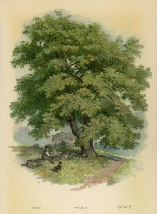 Framed Print : Walnut Tree Framed Print : Walnut Tree