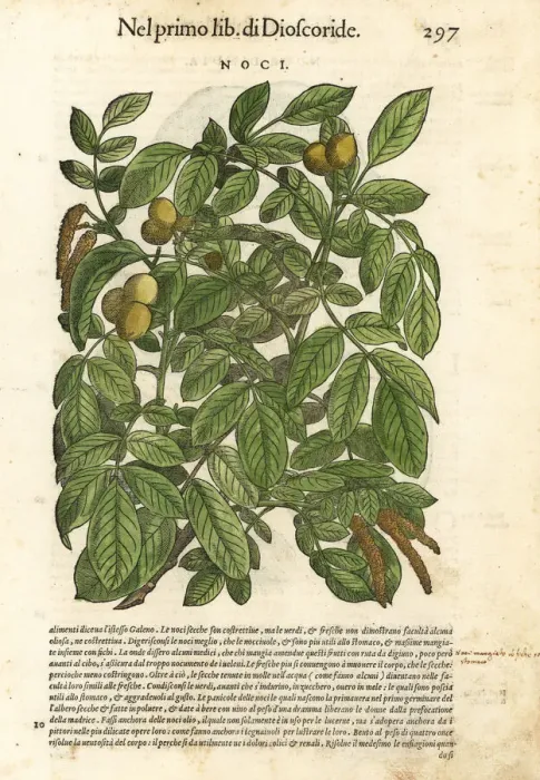 Framed Print : Walnut tree, Juglans major Framed Print : Walnut tree, Juglans major