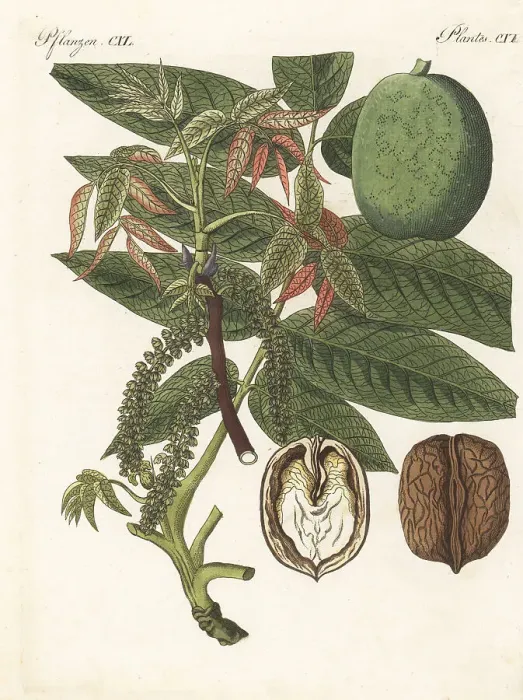 Framed Print : Walnut tree, Juglans regia Framed Print : Walnut tree, Juglans regia