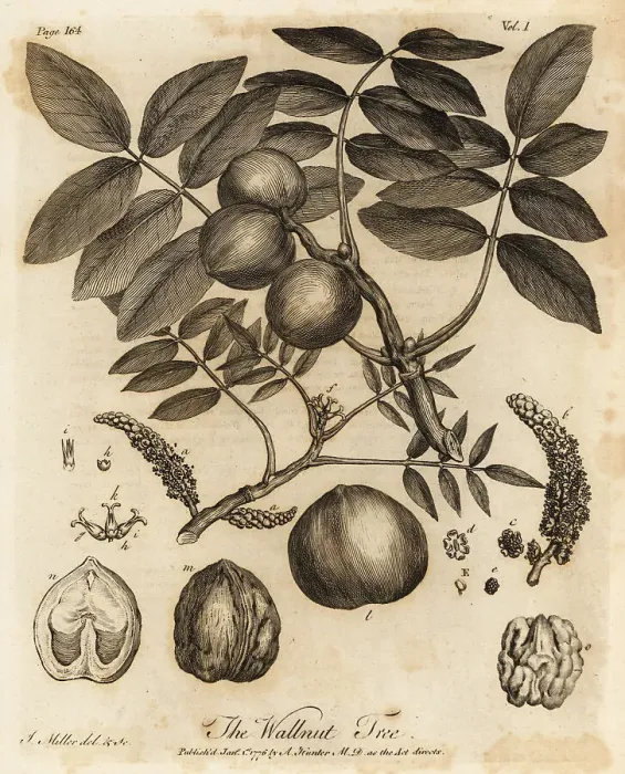 Framed Print : Walnut tree, Juglans regia Framed Print : Walnut tree, Juglans regia
