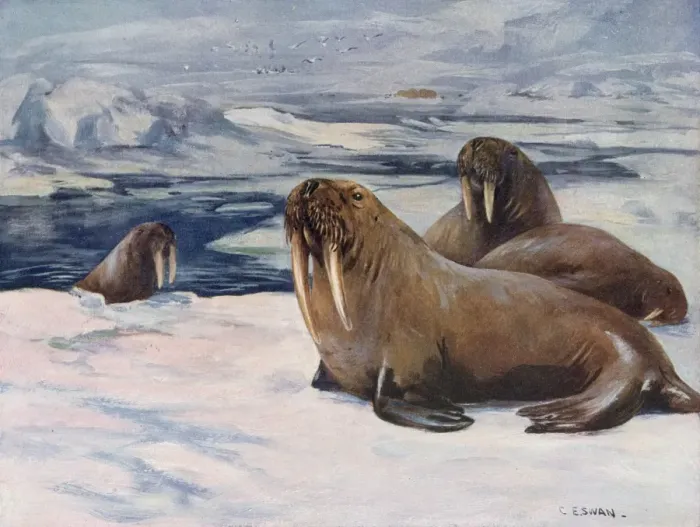 Framed Print : WALRUS 1909 Framed Print : WALRUS 1909