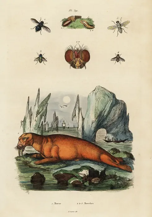 Framed Print : Walrus and flies Framed Print : Walrus and flies