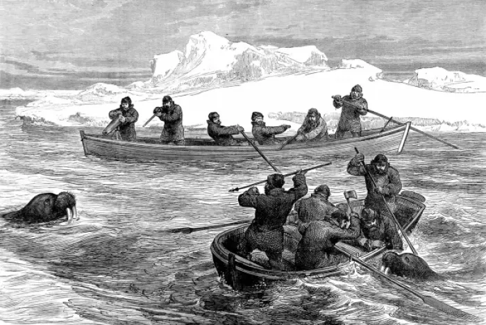 Framed Print : Walrus Hunting during the Pandora Arctic Expedition, 1876 Framed Print : Walrus Hunting during the Pandora Arctic Expedition, 1876