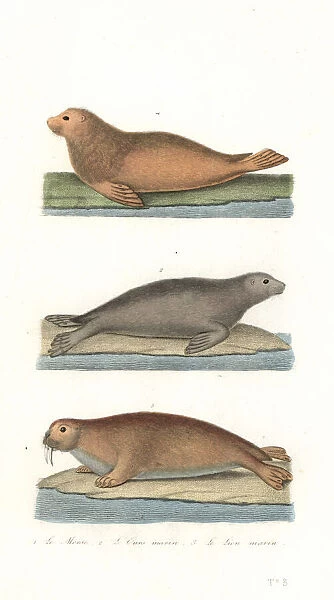 Walrus, northern fur seal, and sea lion