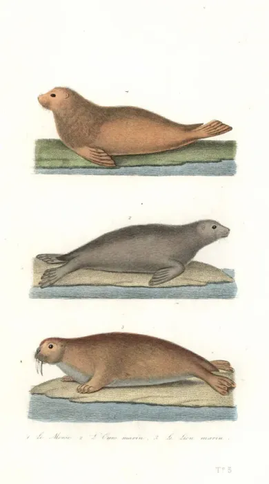 Framed Print : Walrus, northern fur seal, and sea lion Framed Print : Walrus, northern fur seal, and sea lion