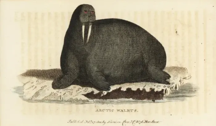 Framed Print : Walrus, Odobenus rosmarus Framed Print : Walrus, Odobenus rosmarus
