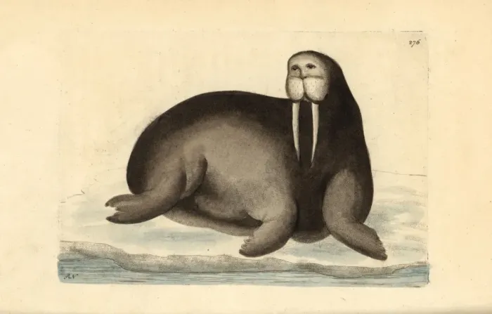 Framed Print : Walrus, Odobenus rosmarus Framed Print : Walrus, Odobenus rosmarus