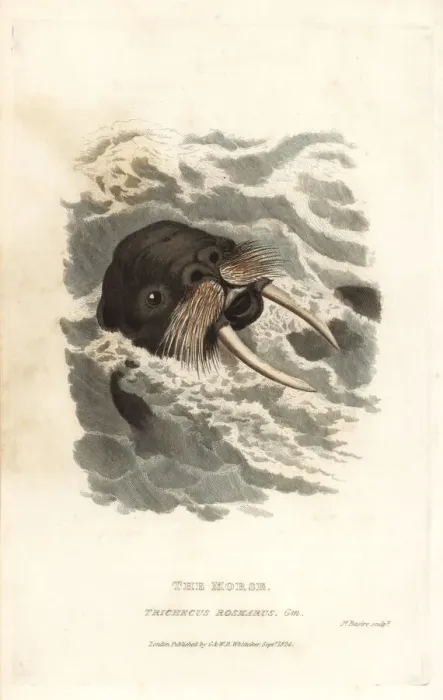 Framed Print : Walrus, Odobenus rosmarus Framed Print : Walrus, Odobenus rosmarus