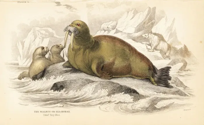 Framed Print : Walrus, Odobenus rosmarus Framed Print : Walrus, Odobenus rosmarus
