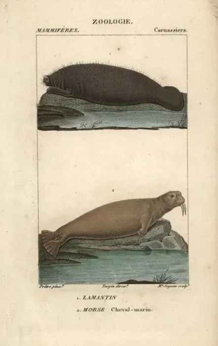 Framed Print : Walrus, Odobenus rosmarus, and West Indian Framed Print : Walrus, Odobenus rosmarus, and West Indian