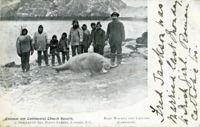 Framed Print : Walrus Pup & Captors, Newfoundland Framed Print : Walrus Pup & Captors, Newfoundland