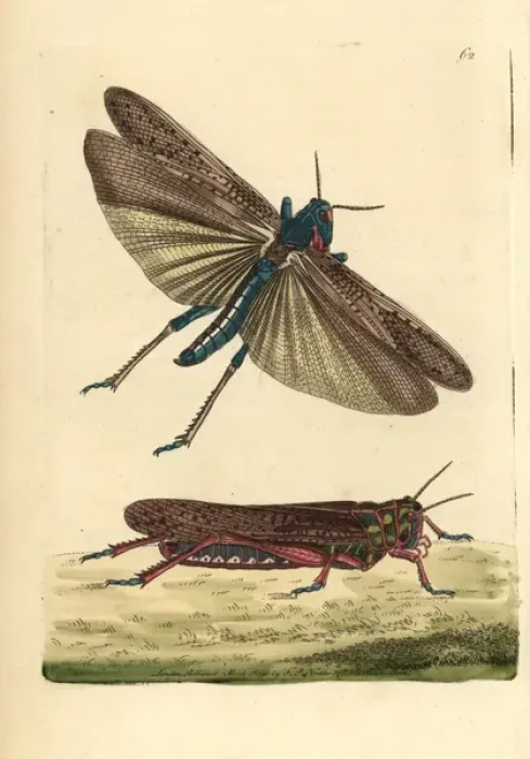 Framed Print : Wandering or migratory locust, Gryllus migratoria Framed Print : Wandering or migratory locust, Gryllus migratoria