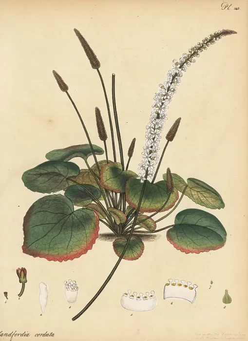 Framed Print : Wandplant, Galax aphylla Framed Print : Wandplant, Galax aphylla