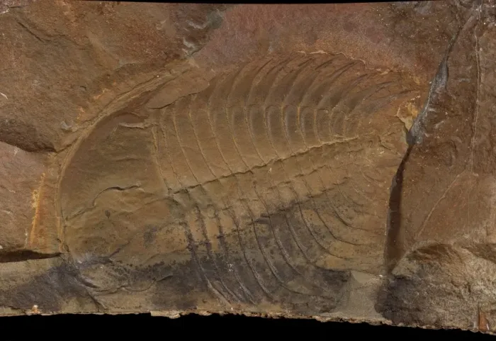 Framed Print : Wanneria walcottana, trilobite Framed Print : Wanneria walcottana, trilobite