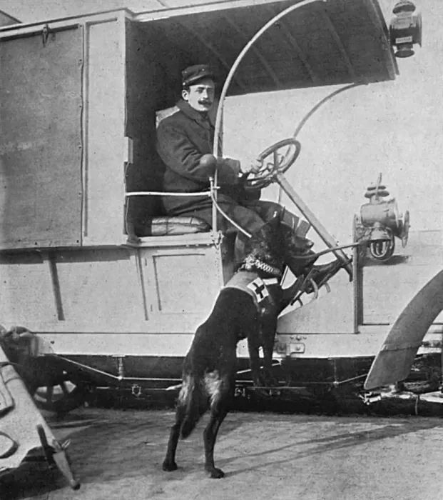 Framed Print : War dog attached to a French motor ambulance Framed Print : War dog attached to a French motor ambulance