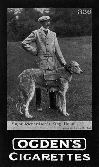 Framed Print : War dogs - Major Richardsons stag hounds Framed Print : War dogs - Major Richardsons stag hounds