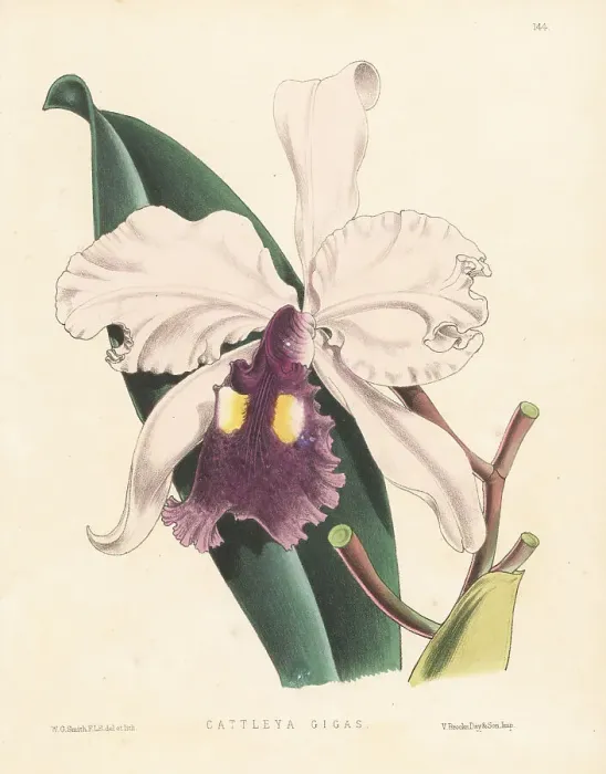 Framed Print : Warscewicz's Cattley's orchid, Cattleya warscewiczii Framed Print : Warscewicz's Cattley's orchid, Cattleya warscewiczii