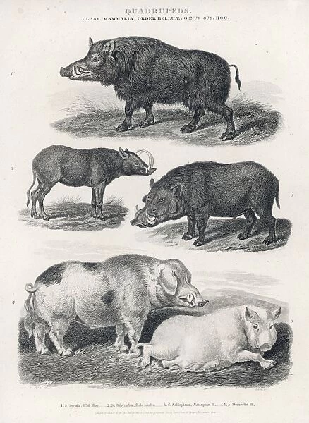 Wart Hogs  /  Various