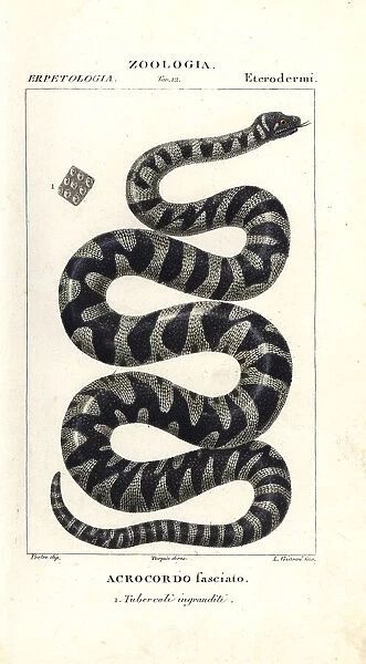 Wart snake or little filesnake, Acrochordus granulatus