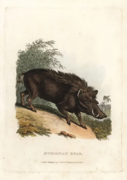 Framed Print : Warthog, Phacochoerus africanus Framed Print : Warthog, Phacochoerus africanus