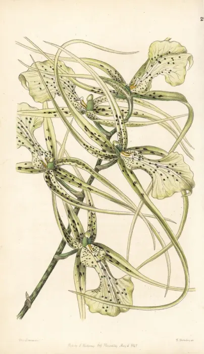 Framed Print : Warty brassia orchid, Brassia verrucosa Framed Print : Warty brassia orchid, Brassia verrucosa