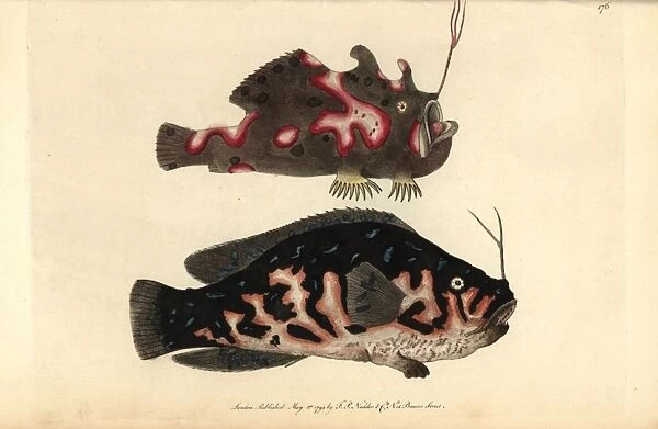 The warty or clown frogfish, Antennarius maculatus