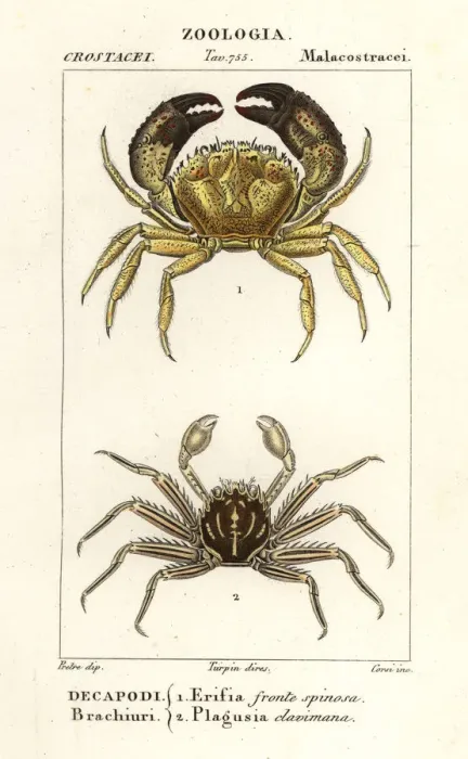 Framed Print : Warty crab and flat rock crab Framed Print : Warty crab and flat rock crab