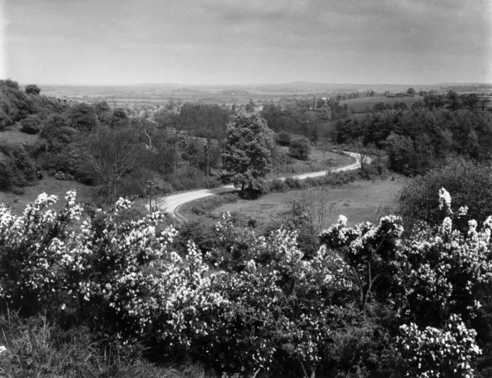 Framed Print : Warwickshire Gorse Framed Print : Warwickshire Gorse