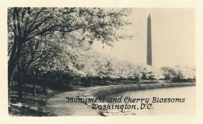 Framed Print : Washington DC, USA - Monument and Cherry Blossoms Framed Print : Washington DC, USA - Monument and Cherry Blossoms