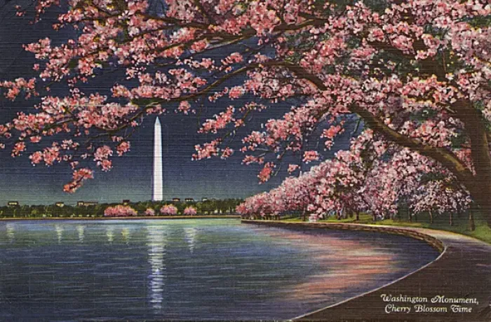 Framed Print : Washington DC, USA - Washington Monument cherry blossom Framed Print : Washington DC, USA - Washington Monument cherry blossom