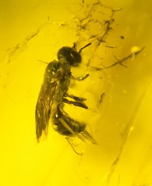Wasp in amber