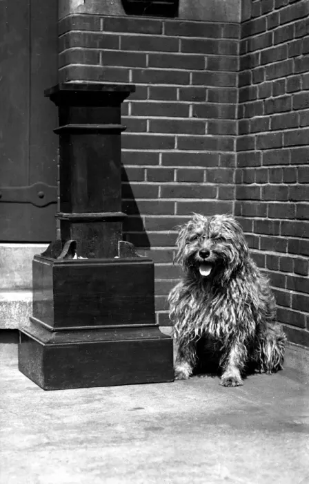 Framed Print : Watchdog at Westminster Cathedral, London Framed Print : Watchdog at Westminster Cathedral, London
