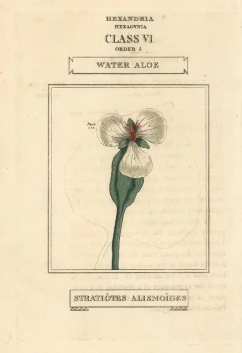 Framed Print : Water aloe, Ottelia alismoides Framed Print : Water aloe, Ottelia alismoides