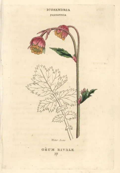 Framed Print : Water avens, Geum rivale Framed Print : Water avens, Geum rivale