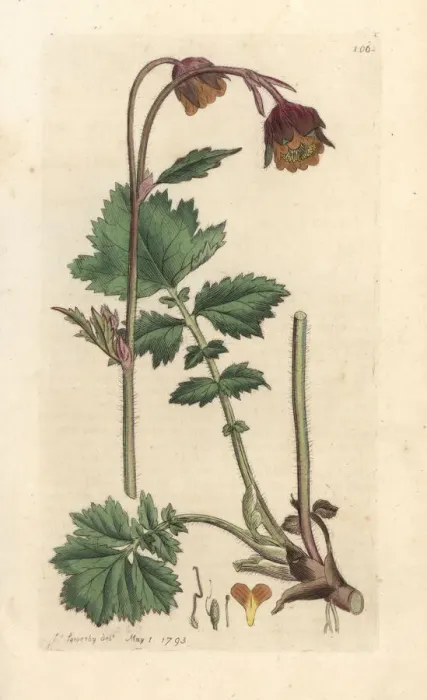 Framed Print : Water avens, Geum rivale Framed Print : Water avens, Geum rivale