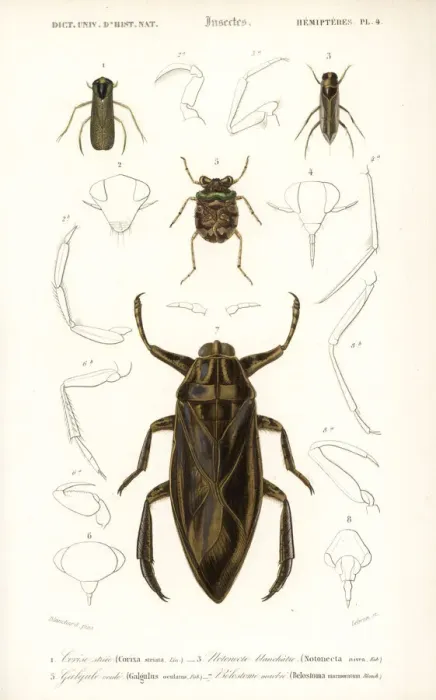 Framed Print : Water boatman, water bug and toad bug Framed Print : Water boatman, water bug and toad bug