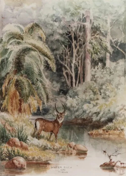 Framed Print : Water Buck on the Thego Framed Print : Water Buck on the Thego