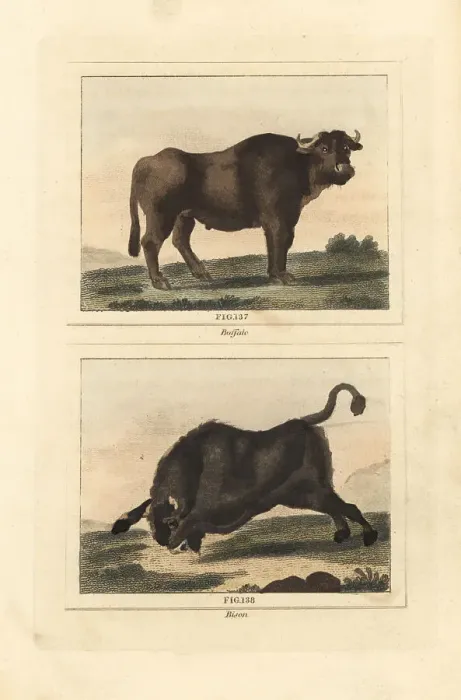 Framed Print : Water buffalo and American bison Framed Print : Water buffalo and American bison