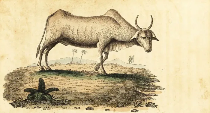 Framed Print : Water buffalo, Bubalus bubalus