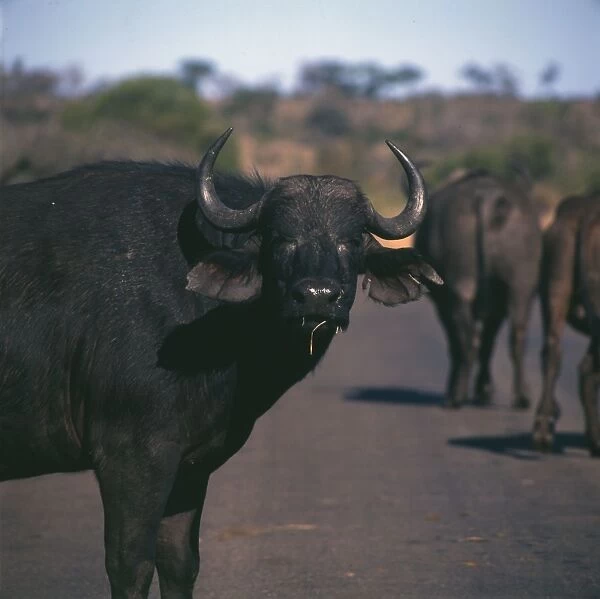 Water Buffalo in Kruger National Park, South Africa