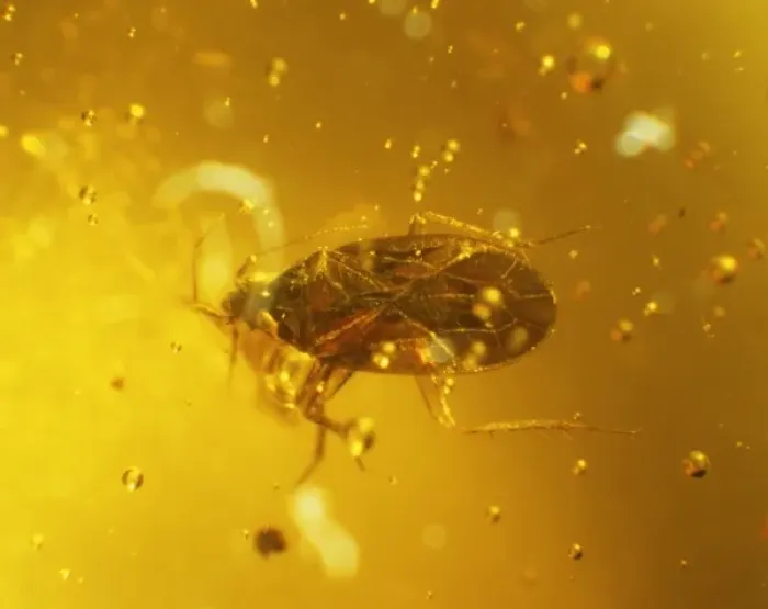 Framed Print : Water bug in amber Framed Print : Water bug in amber