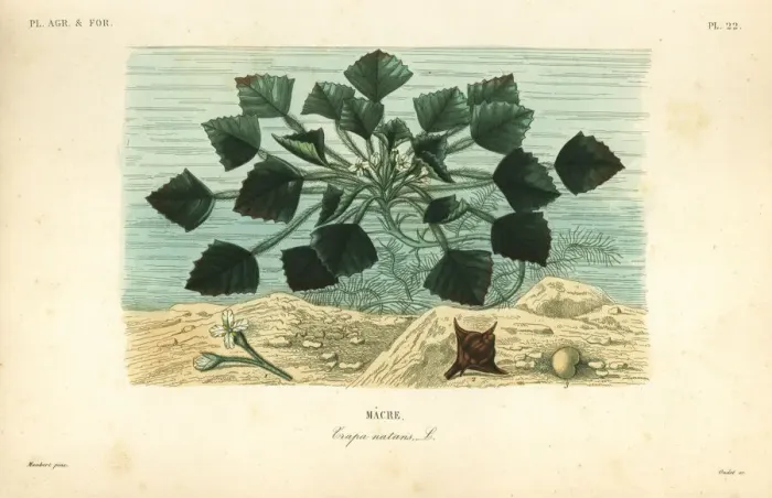 Framed Print : Water caltrop or buffalo nut, Trapa natans Framed Print : Water caltrop or buffalo nut, Trapa natans
